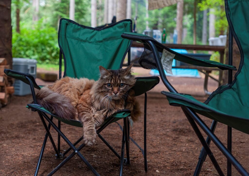 camping with cats